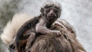 Animal Kingdom da Disney dá as boas-vindas ao nascimento dos raros macacos-bebê de mico-topo-de-algodão