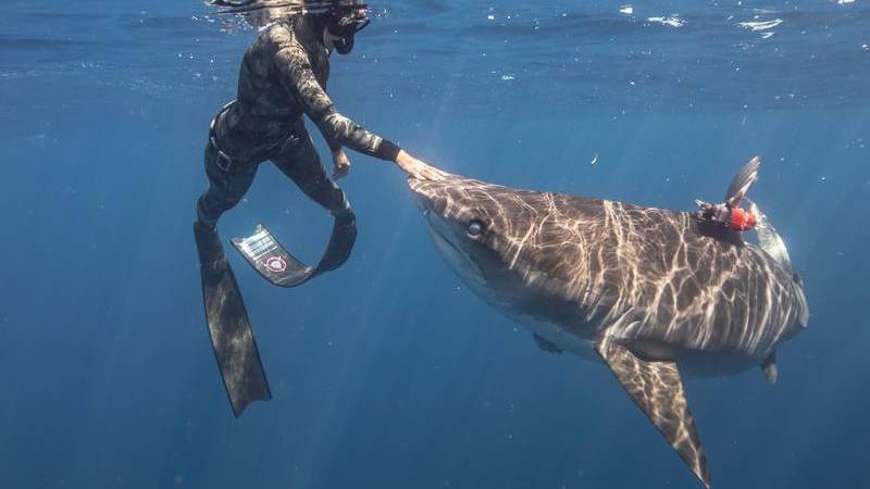 Sharkfest - Tubarão Maui