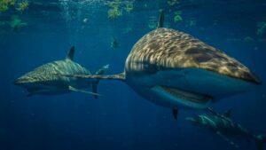 O 'Sharkfest' anual da National Geographic retorna em 2 de julho de 2023