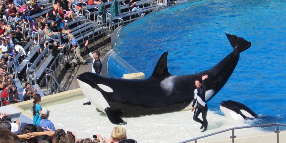 Uma orca posando para o público no Sea World San Diego
