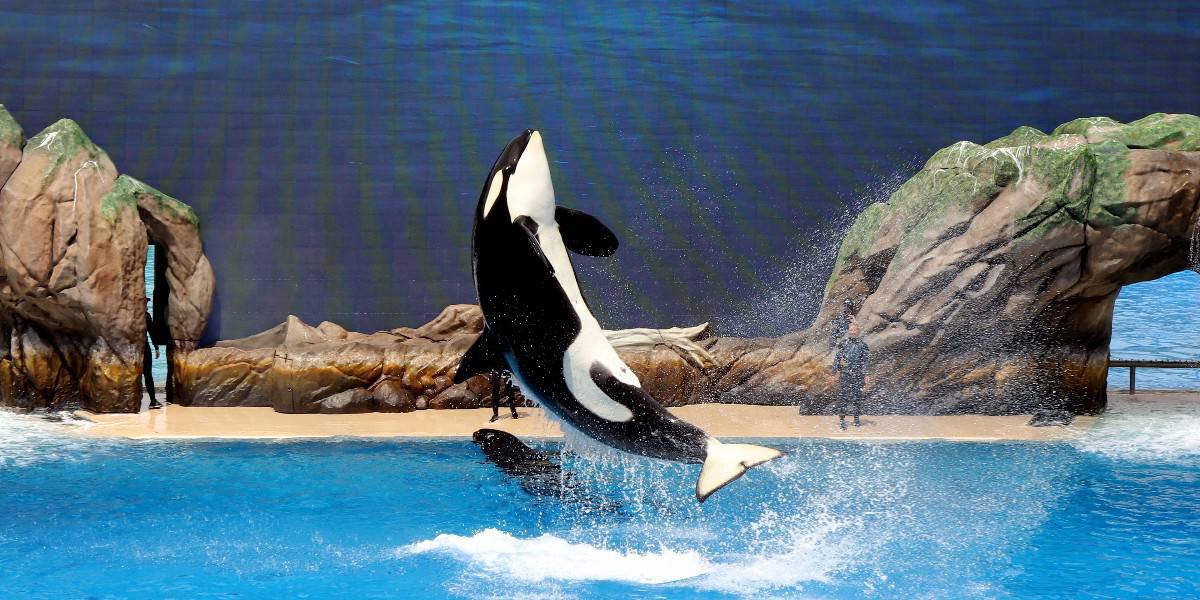 Baleia assassina salta da água no SeaWorld