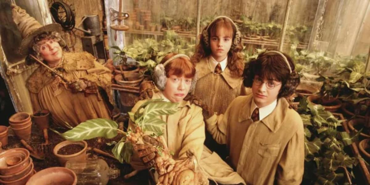 Brotar com Harry, Ron e Hermione